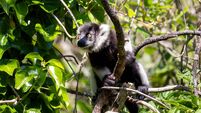 Fota Wildlife Park asks public to help name endangered baby lemurs