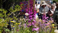 72458097 Bord Bia Bloom garden festival 2023