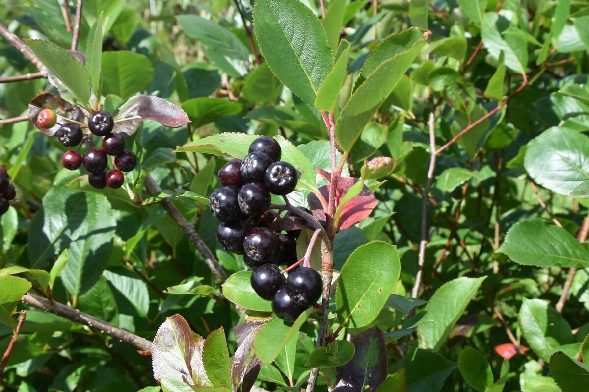The aronia berry is high in polyphenols. Other berries containing this compound include bilberries.