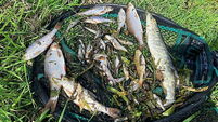 Angler describes significant fish kill as a 'wipeout'