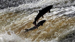 Over 20,000 fish estimated to have been killed in Louth river