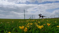Curragh Races