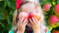 Little girl picking apples from tree in a fruit orchard