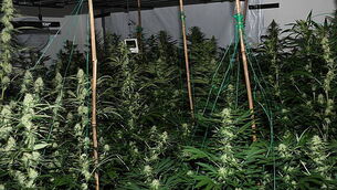 Man (40s) arrested after gardaí discover growhouse in Cork Man (40s) arrested after gardaí discover growhouse in Cork
