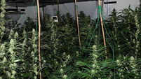 Man (40s) arrested after gardaí discover growhouse in Cork