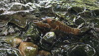 Crayfish plague confirmed in Dublin as Minister warns: ‘Clean your kit to protect wildlife’ Crayfish plague confirmed in Dublin as Minister warns: ‘Clean your kit to protect wildlife’