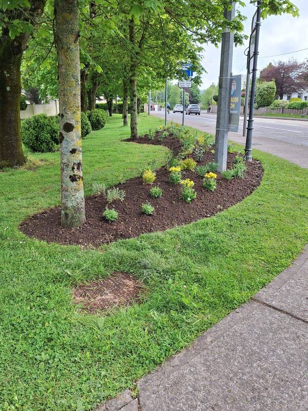 A well-weeded and tended grass verge in Ballincollig A well-weeded and tended grass verge in Ballincollig