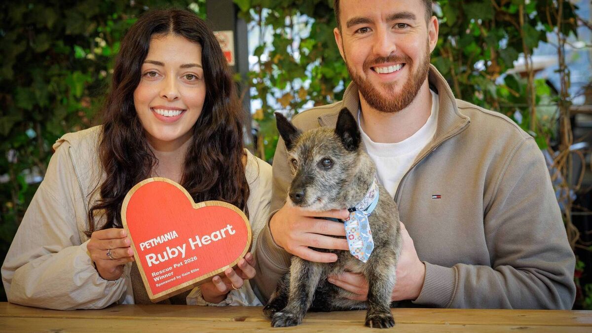 Passage West wonder dog 'Podge' wins national award after tough start in life
