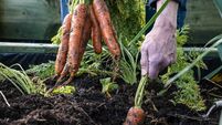Man harvesting carrots from an allotment - Stock photo