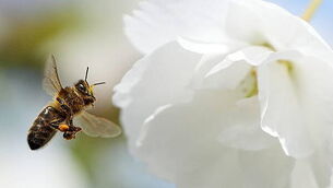Churches and graveyards become biodiversity havens Churches and graveyards become biodiversity havens