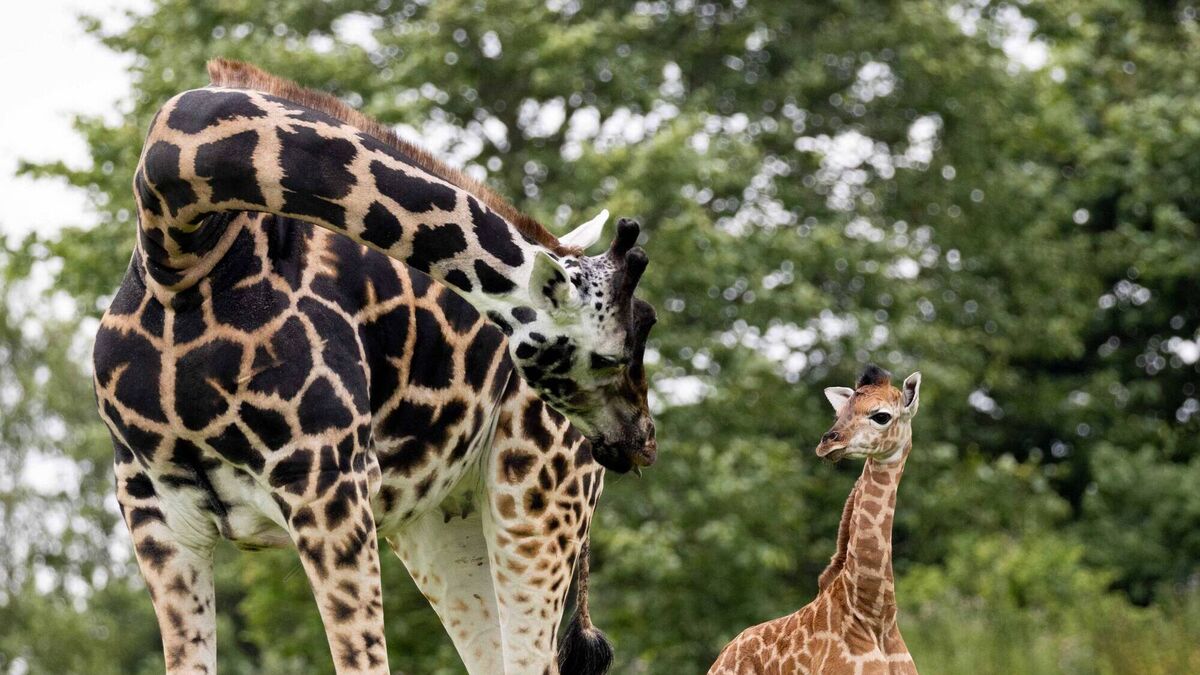 Fota Wildlife Park celebrates birth of 6ft giraffe