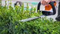 Parks Service investigate illegal hedgerow cutting in Cobh