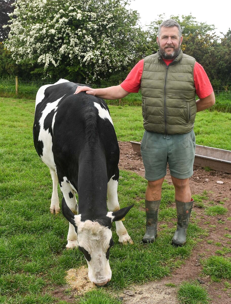 Peter Twomey with the friesian cow at Glenbrook Farm. Picture: David Keane. Peter Twomey with the friesian cow at Glenbrook Farm. Picture: David Keane.