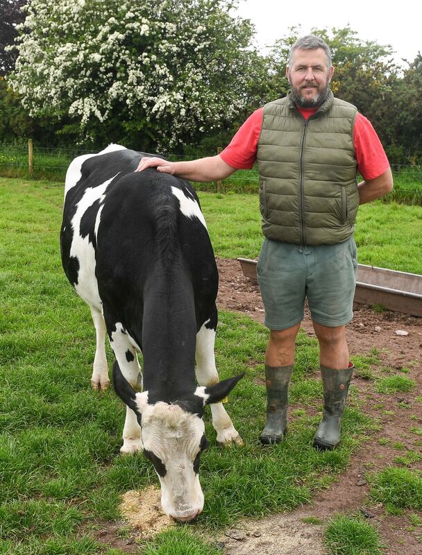 Peter Twomey with the friesian cow at Glenbrook Farm. Picture: David Keane. Peter Twomey with the friesian cow at Glenbrook Farm. Picture: David Keane.