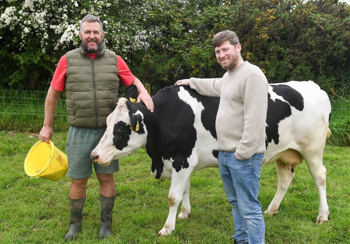 Peter Twomey of Glenbrook Farm, left and Brian Murray of The Glass Curtin restaurant on MacCurtain St Cork, with their friesian cow on Peter's farm in White's Cross. Picture: David Keane. Peter Twomey of Glenbrook Farm, left and Brian Murray of The Glass Curtin restaurant on MacCurtain St Cork, with their friesian cow on Peter's farm in White's Cross. Picture: David Keane.