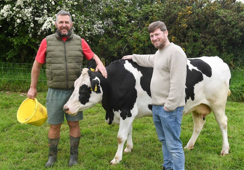 Peter Twomey of Glenbrook Farm, left and Brian Murray of The Glass Curtin restaurant on MacCurtain St Cork, with their friesian cow on Peter's farm in White's Cross. Picture: David Keane. Peter Twomey of Glenbrook Farm, left and Brian Murray of The Glass Curtin restaurant on MacCurtain St Cork, with their friesian cow on Peter's farm in White's Cross. Picture: David Keane.