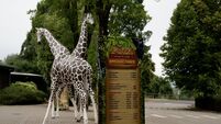 Cork's Fota Wildlife Park seeks permission for major redevelopment of bird habitats