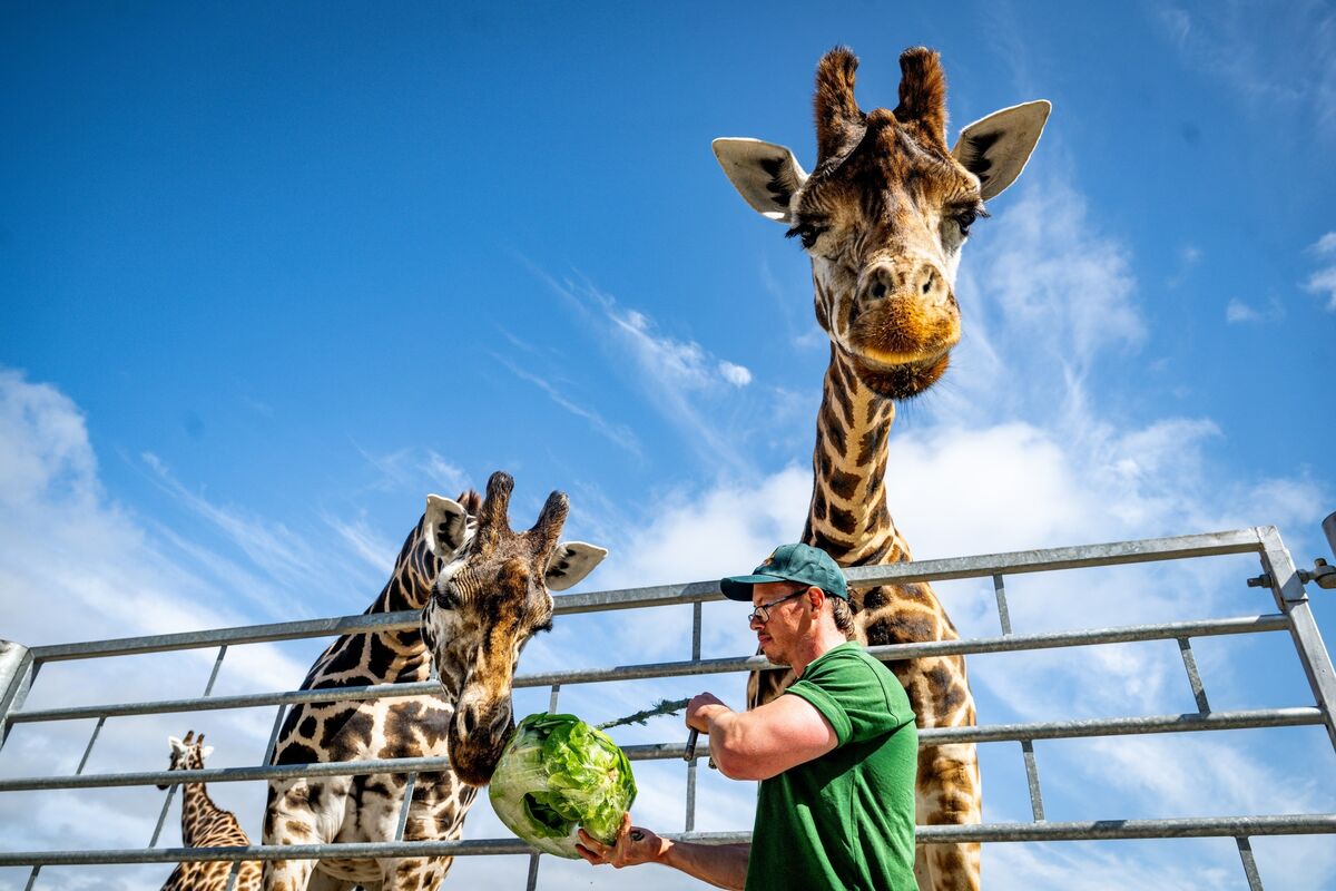 Liam McConville, senior ranger at Fota Wildlife Park, feeds the giraffes frozen cubes of their favourite treats to help keep them cool during the current heatwave Pictures: Chani Anderson Liam McConville, senior ranger at Fota Wildlife Park, feeds the giraffes frozen cubes of their favourite treats to help keep them cool during the current heatwave Pictures: Chani Anderson