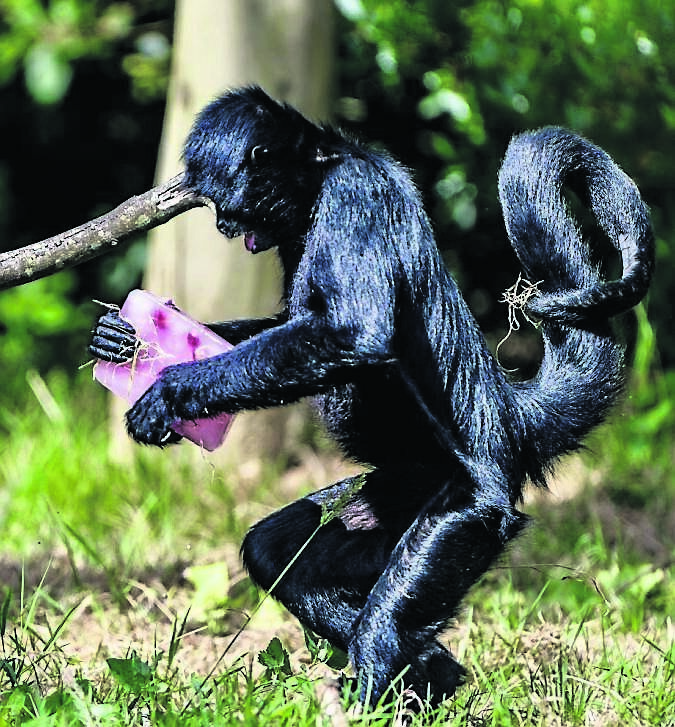 Spider monkeys enjoy homemade, sugar-free ice lollies, made from their favourite fruits, as zookeepers help keep the animals cool during the current heatwave at Fota Wildlife Park Spider monkeys enjoy homemade, sugar-free ice lollies, made from their favourite fruits, as zookeepers help keep the animals cool during the current heatwave at Fota Wildlife Park