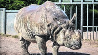 Majority of animals in Cork's Fota Wildlife Park ‘pretty keen on the good weather’