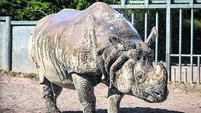 Majority of animals in Cork's Fota Wildlife Park ‘pretty keen on the good weather’