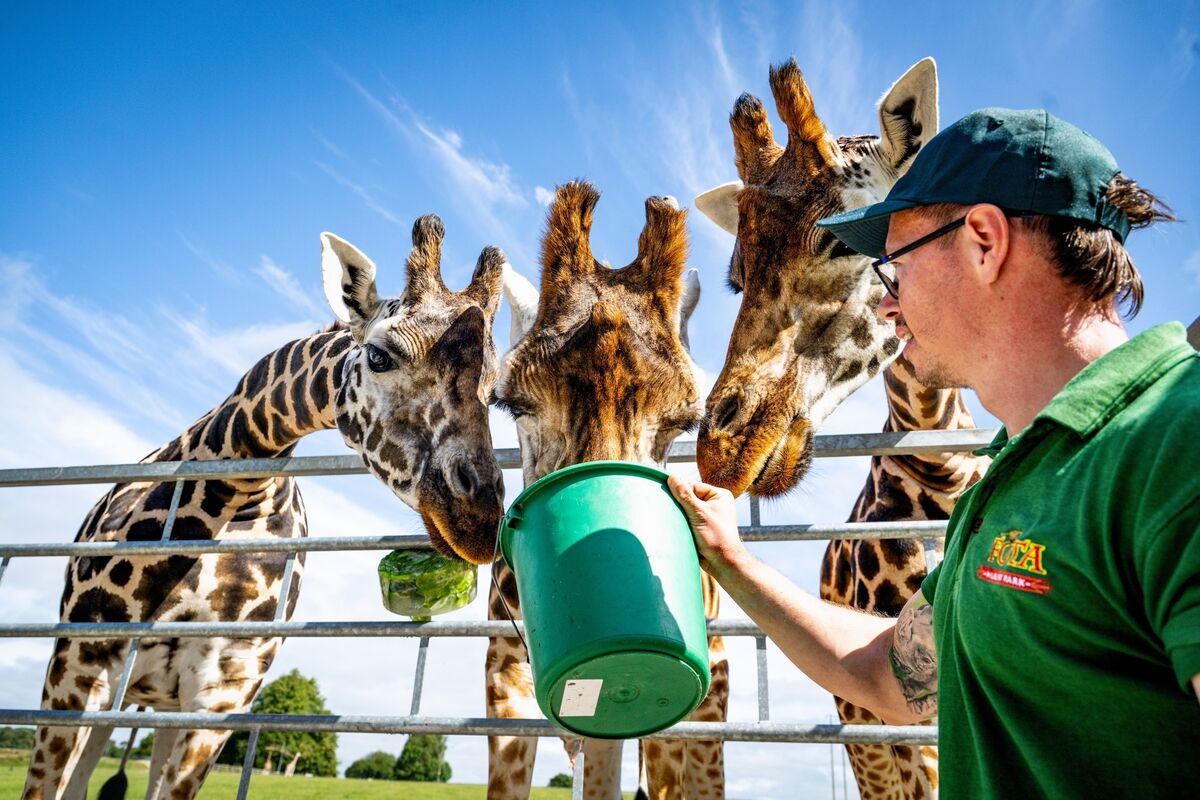 Liam McConville, senior ranger at Fota Wildlife Park, feeds the giraffes frozen cubes of their favourite treats to help keep them cool during the current heatwave. Liam McConville, senior ranger at Fota Wildlife Park, feeds the giraffes frozen cubes of their favourite treats to help keep them cool during the current heatwave.