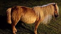Screenshot 2026-07-15 111037.png Pony kept in public green area of Cork housing estate seized by gardaí