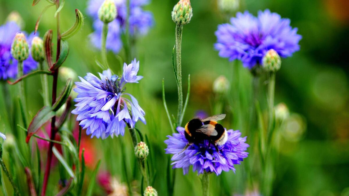Cork City Council invites applications to new €50k scheme aimed at delivering environmental projects