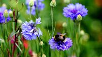 Busy Bumble