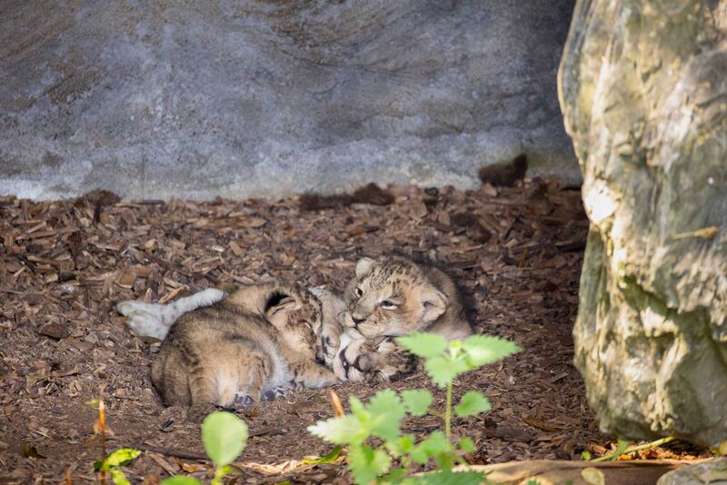 Fota has confirmed the arrival of three endangered Asian lion cubs, born on July 1 to mother Arya and father Yali. Photo: Michael O'Sullivan / OSM PHOTO Fota has confirmed the arrival of three endangered Asian lion cubs, born on July 1 to mother Arya and father Yali. Photo: Michael O'Sullivan / OSM PHOTO