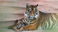 0M8A9203.jpg ‘A landmark moment’: Fota announces birth of critically endangered tiger cubs and endangered lion cubs