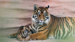 <p>Fota Wildlife Park has announced the birth of two critically endangered Sumatran tiger cubs, in what was described as “a landmark moment in its conservation breeding work”. The arrival of the cubs, born on June 16 to mother Jambi and father Batak, marks the first time more than one cub has been born in a single litter at the park. Photo: Michael O'Sullivan / OSM PHOTO</p> <p>Fota Wildlife Park has announced the birth of two critically endangered Sumatran tiger cubs, in what was described as “a landmark moment in its conservation breeding work”. The arrival of the cubs, born on June 16 to mother Jambi and father Batak, marks the first time more than one cub has been born in a single litter at the park. Photo: Michael O'Sullivan / OSM PHOTO</p>
