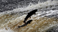 Salmon on the Ettrick