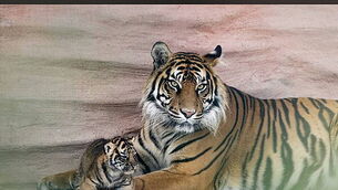 Sumatran Tiger litter welcomed at Fota