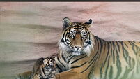 Sumatran Tiger litter welcomed at Fota
