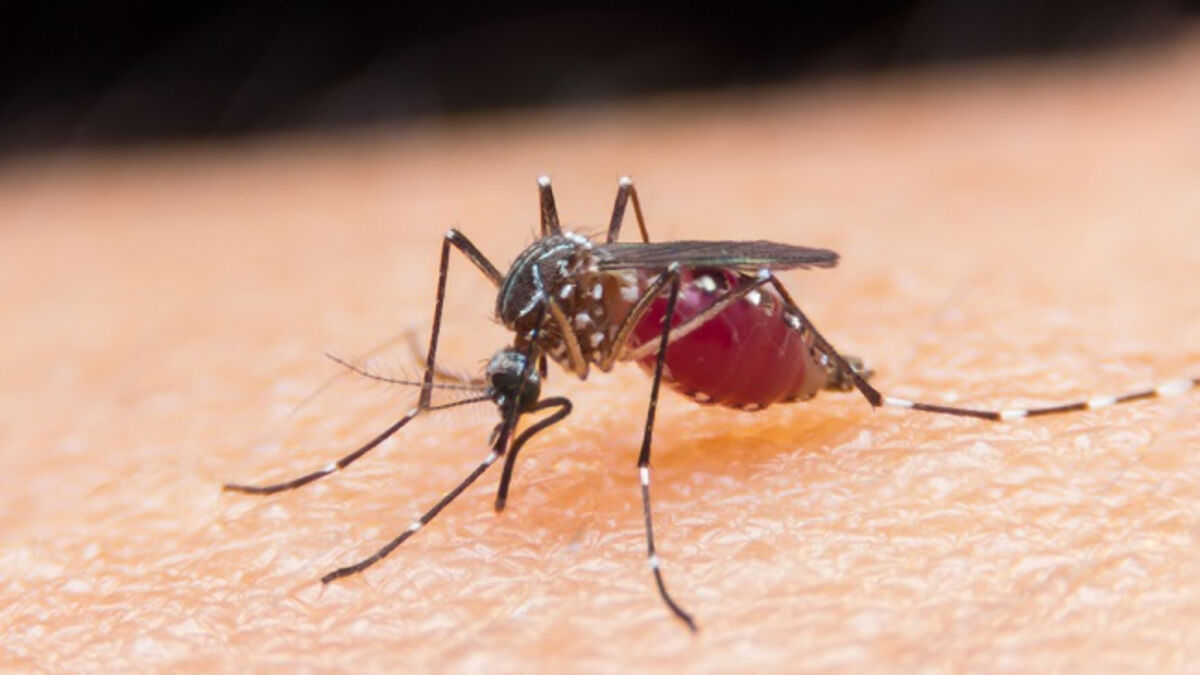 Heatwave 2026: Forget face fans and air-con... I need a bedroom mosquito net