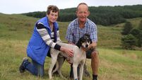 Mickey Wade Memorial Draghunt heat finals in Kerry were a huge success