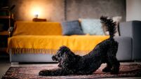 Cute dog stretching in cozy living room