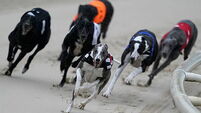 Greyhound Racing at Coral Brighton