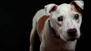 Alleged burglar left his dog behind at Dublin crime scene, court hears Alleged burglar left his dog behind at Dublin crime scene, court hears