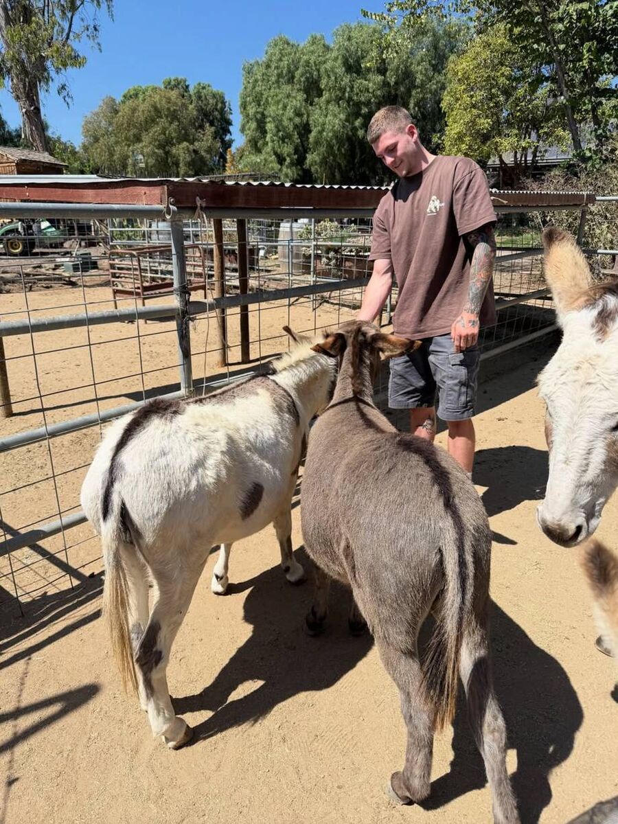 Callum Walsh feeds his donkeys at his ranch Coastal City in Southern California. Callum Walsh feeds his donkeys at his ranch Coastal City in Southern California.