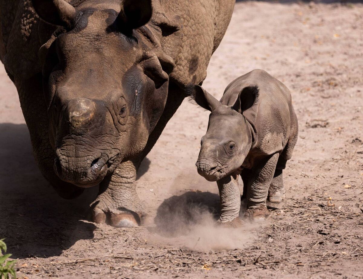Fota Wildlife Park is delighted to announce the birth of a male Indian rhino calf, born on July 13 to mother Maya and father Jamil. He is only the second Indian rhino ever born in Ireland and the second in the Wildlife Park's history. Picture: Michael O'Sullivan / OSM PHOTO Fota Wildlife Park is delighted to announce the birth of a male Indian rhino calf, born on July 13 to mother Maya and father Jamil. He is only the second Indian rhino ever born in Ireland and the second in the Wildlife Park's history. Picture: Michael O'Sullivan / OSM PHOTO