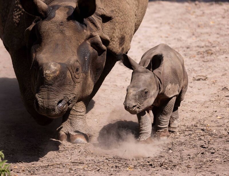 Fota Wildlife Park is delighted to announce the birth of a male Indian rhino calf, born on July 13 to mother Maya and father Jamil. He is only the second Indian rhino ever born in Ireland and the second in the Wildlife Park's history. Picture: Michael O'Sullivan / OSM PHOTO Fota Wildlife Park is delighted to announce the birth of a male Indian rhino calf, born on July 13 to mother Maya and father Jamil. He is only the second Indian rhino ever born in Ireland and the second in the Wildlife Park's history. Picture: Michael O'Sullivan / OSM PHOTO