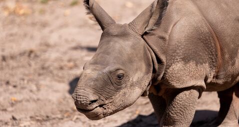 Cork's Fota Wildlife Park announces birth of second-ever Indian rhino born in Ireland 