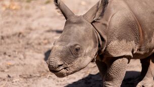 <p>Fota Wildlife Park is delighted to announce the birth of a male Indian rhino calf, born on July 13 to mother Maya and father Jamil. He is only the second Indian rhino ever born in Ireland and the second in the Wildlife Park's history. </p> <p>Fota Wildlife Park is delighted to announce the birth of a male Indian rhino calf, born on July 13 to mother Maya and father Jamil. He is only the second Indian rhino ever born in Ireland and the second in the Wildlife Park's history. </p>