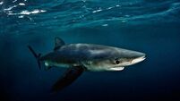 Reassurance for local swimmers after angler bitten by shark pulled aboard boat