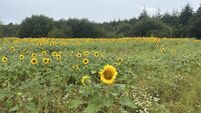 Marymount and nature reserve to benefit from sunflower day fundraiser