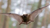 Bat fans invited to take part in Ballincollig walk 'n' talk about our nocturnal creatures 