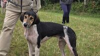 Cork Draghunting: Putting on the Style delivers as Munster Puppy Champion at Scartaglen
