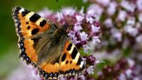 Humid day in store for Cork with highs of 24C expected Humid day in store for Cork with highs of 24C expected